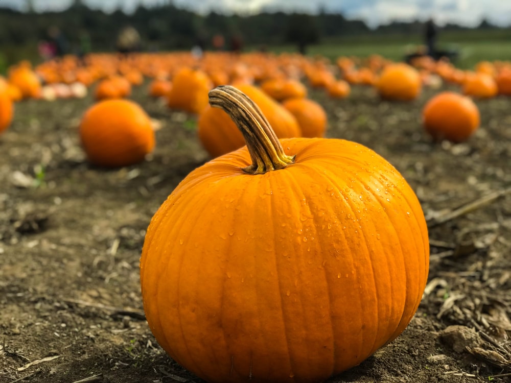 Regional Flag of Pumpkin